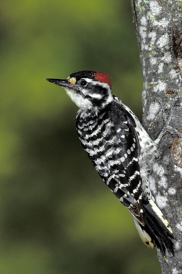 Nuttalls Woodpecker Photograph by Richard Hansen
