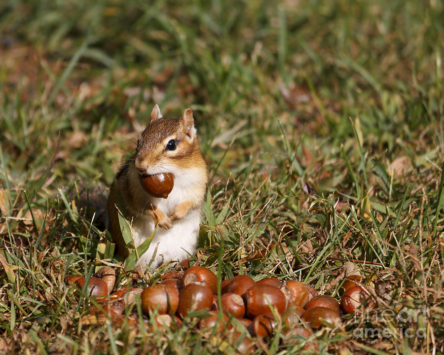 Nature Photograph - Nutty Chippie by Rebecca Brooks