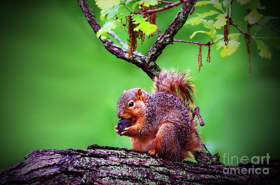 Nutty Snack Photograph by Elizabeth Winter