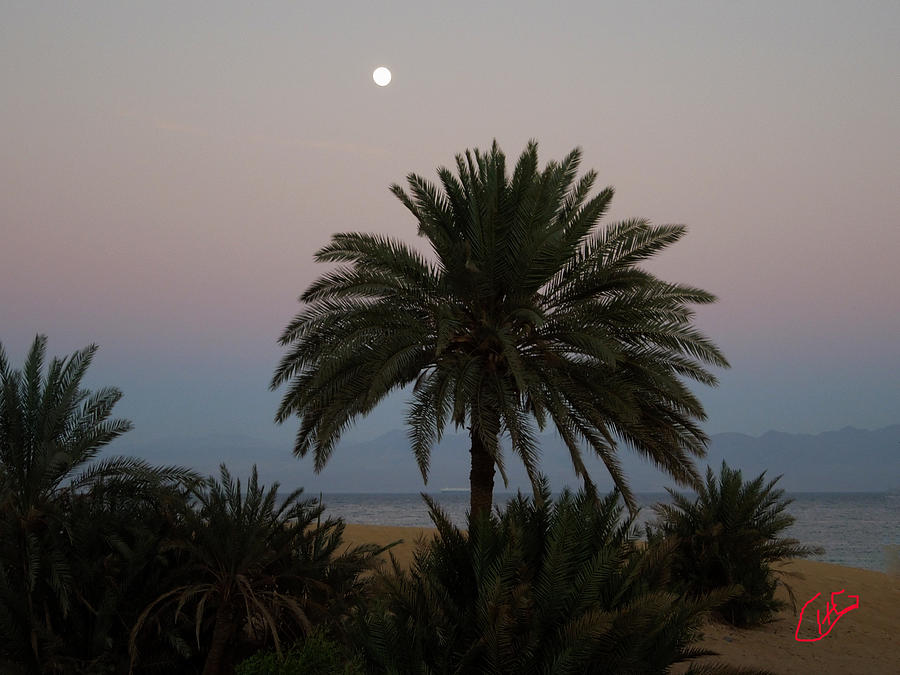 Nuweiba Beach Sinai Egypt #1 Photograph by Colette V Hera Guggenheim
