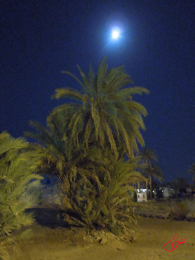 Nuweiba by Night Sinai Egypt Photograph by Colette V Hera Guggenheim