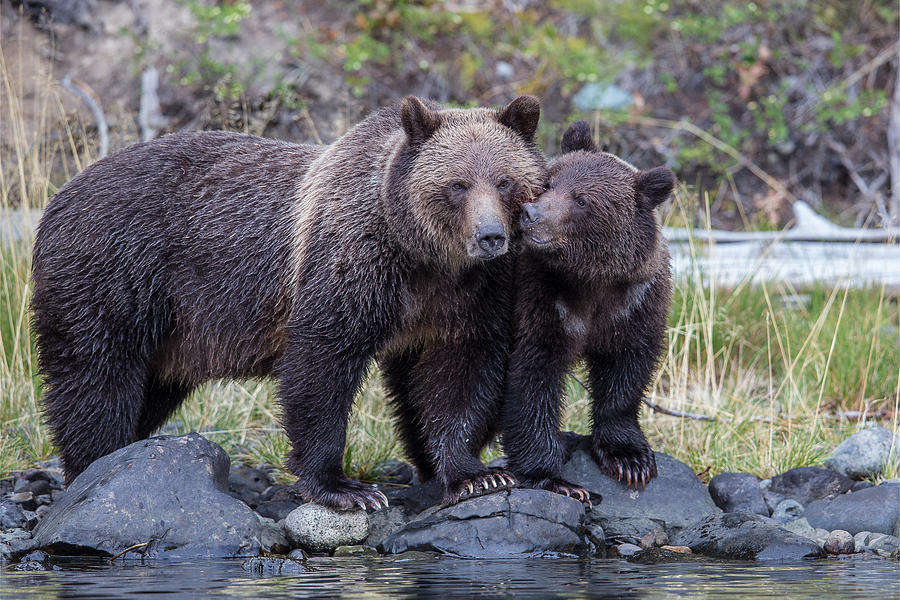 Nuzzle Photograph by Tony Dathan | Fine Art America