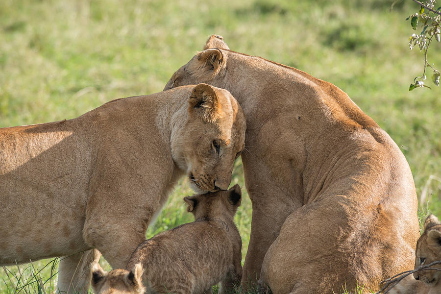 Nuzzling Lions, Kenya Photograph by James Steinberg