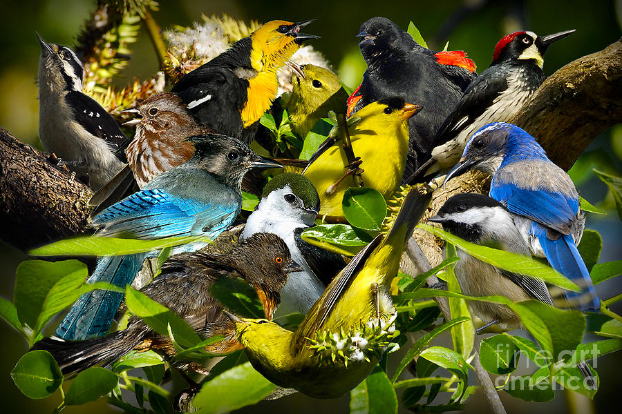Птица растаяла. Птицы Таиланда. Птицы Таиланда фото и названия. Что за птица в Таиланде издаёт звуки рано утром и вечером.