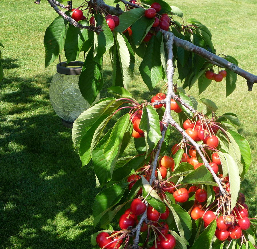 Cherry Tree with Lantern Photograph by Jodie Marie Anne Richardson Traugott          aka jm-ART