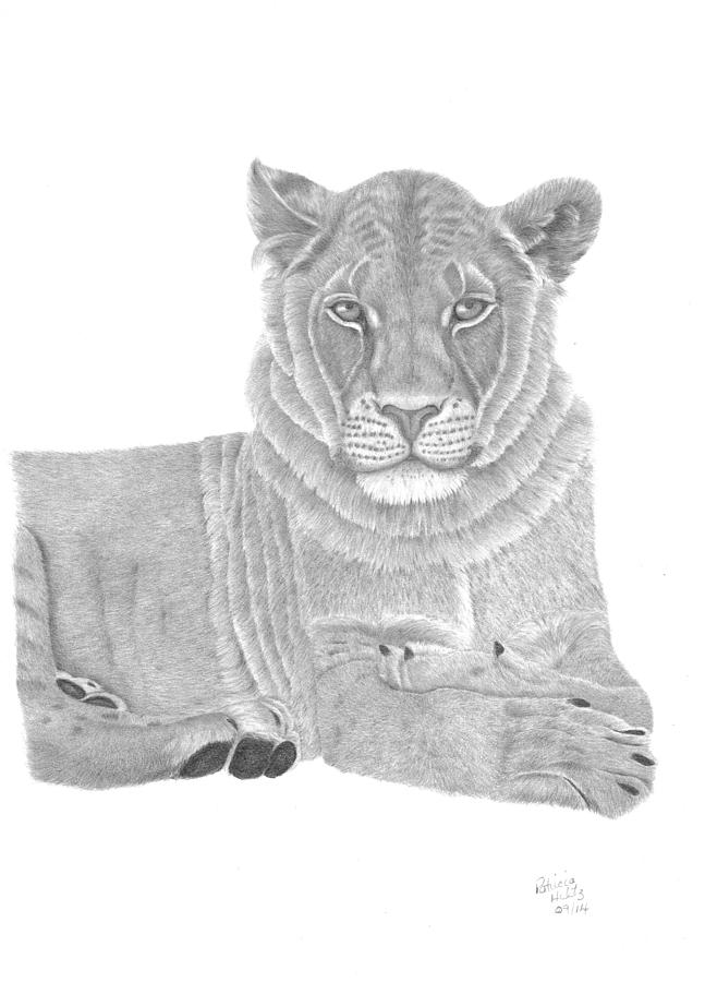 Nyah The Lioness Drawing by Patricia Hiltz