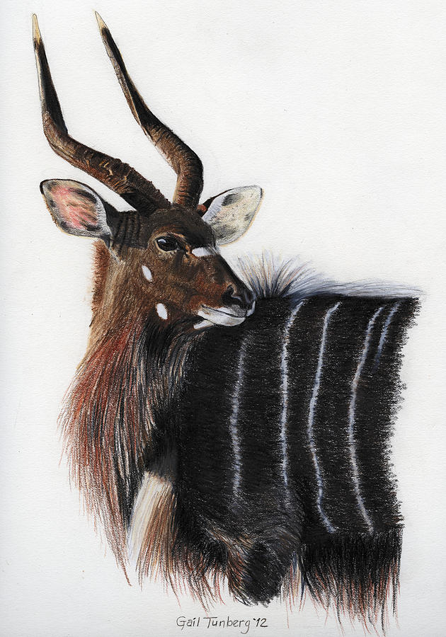 nyala bull