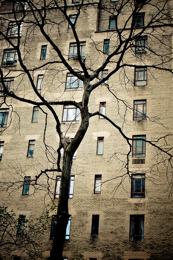 NYC Bare Branches and Windows Photograph by Guy Hoffman
