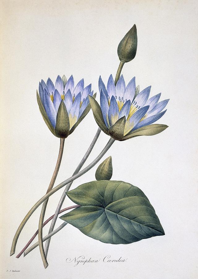 Nymphaea caerula, 19th century Photograph by Science Photo Library