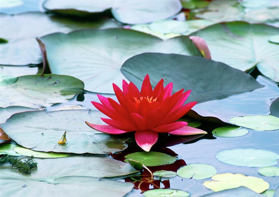 Nymphaea Escarboucle Photograph by Adrian Thomas/science Photo Library ...