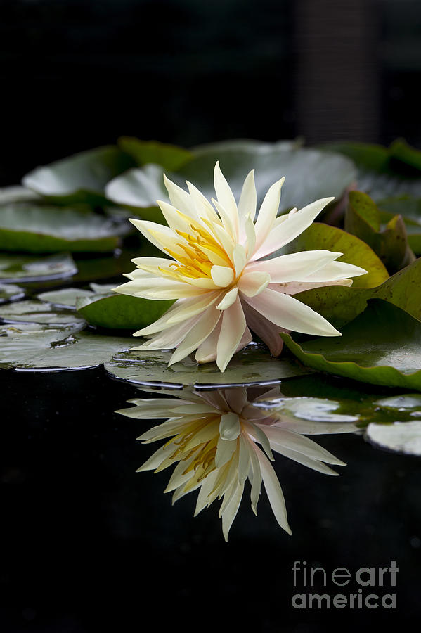 Flower Photograph - Nymphaea Maria and Reflection by Tim Gainey
