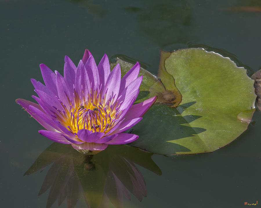 Nymphaea Water Lily DTHB1630 Photograph by Gerry Gantt