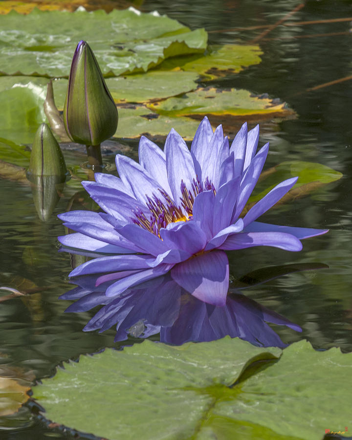 Nymphaea Water Lily DTHB1633 Photograph by Gerry Gantt
