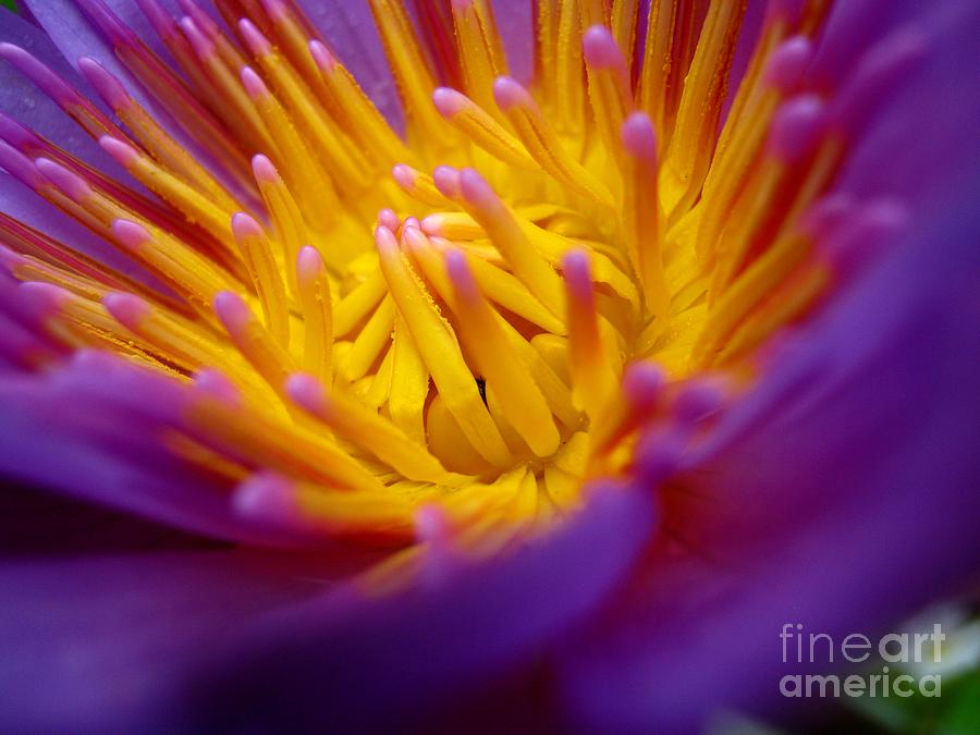 Flowers Still Life Photograph - Nymphaeaceae Water lilly by Surendra Silva