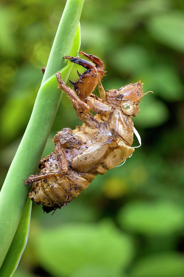 Insects Photograph - Nymphal Case Of The Green Grocer Cicada by Dr Jeremy Burgess