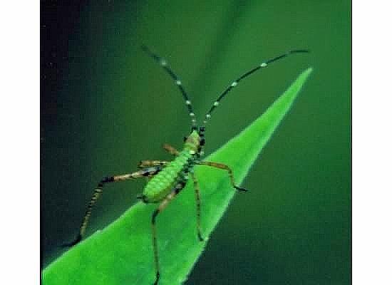 Male Katydid Photograph by Rory Cubel - Fine Art America