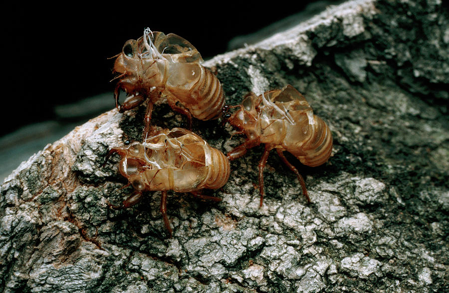 Nymphal Skins Of Cicadas Photograph By Keith Kentscience Photo Library