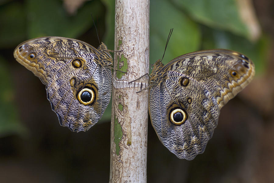 Nymphalid Butterfly Pair Photograph by San Diego Zoo