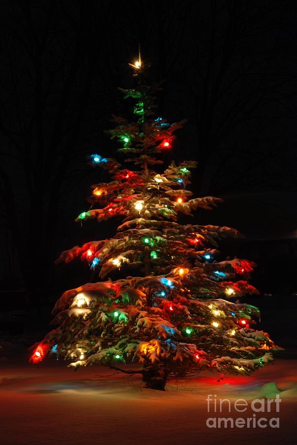 O Christmas Tree Photograph by Amanda Jones