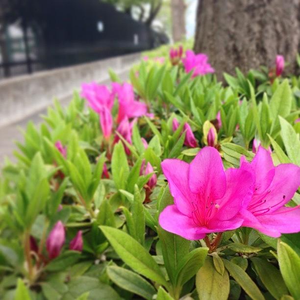 Flowers Still Life Photograph - ツツジ咲いたで^o^ #tokyo #flower by Tokyo Sanpopo