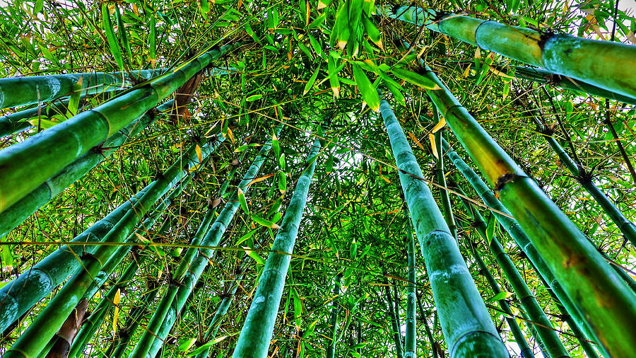 Oahu Bamboo Forest Photograph by Richard Cheski