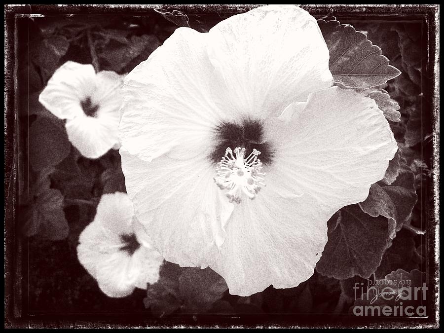 Oahu Hibiscus Photograph by Jamie Johnson