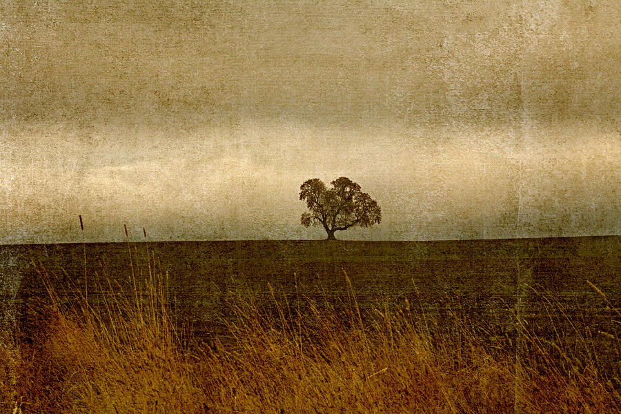 Oak Across a Field Photograph by Bonnie Bruno