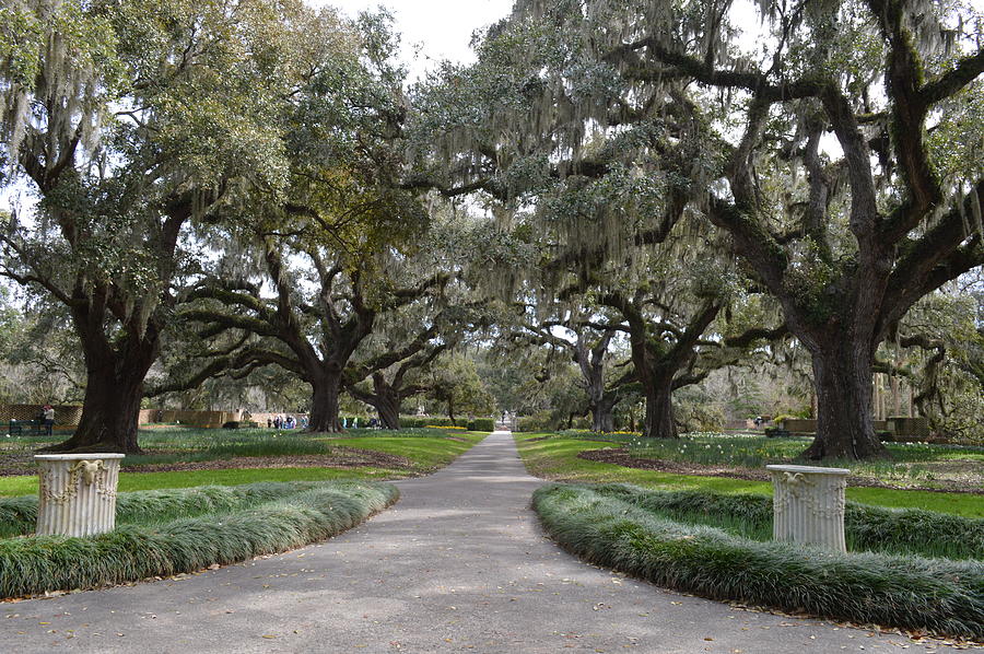 Oak Allee at Brookgreen Garden Painting by Sally Jones Pixels