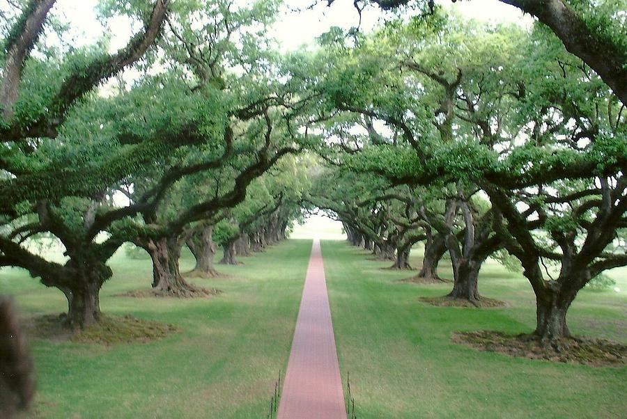 Oak Alley Photograph by Dody Rogers