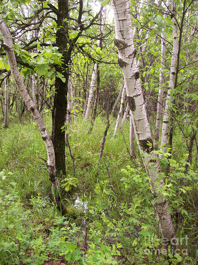 Oak And Birch Photograph by Mary Mikawoz