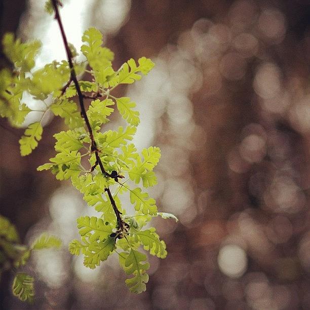 Tree Photograph - Oak And Bokeh by Suzanne Clark