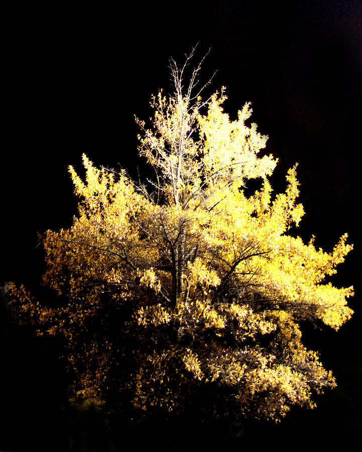 Fall Photograph - Oak at Night by Travis Truelove