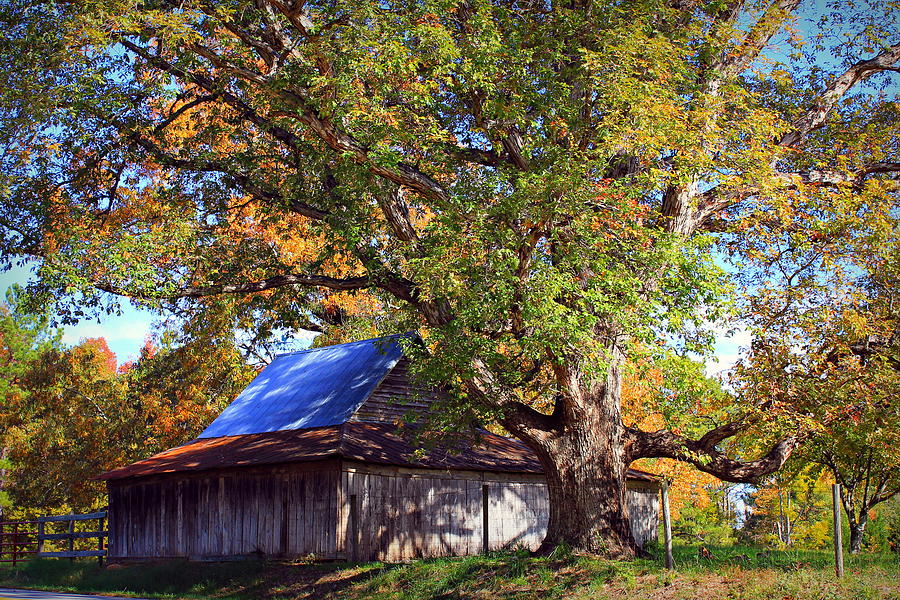 My Best Friend Oak Barn and Oak Tree Autumn Landscape Art  Photograph by Reid Callaway