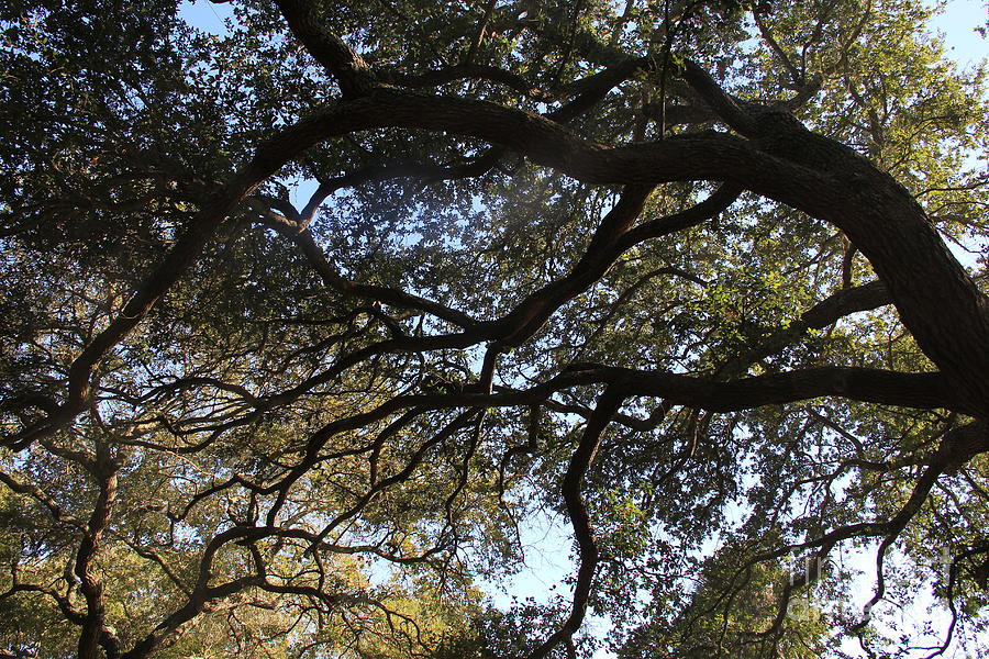 Oak Canopy Photograph by Richard Amble