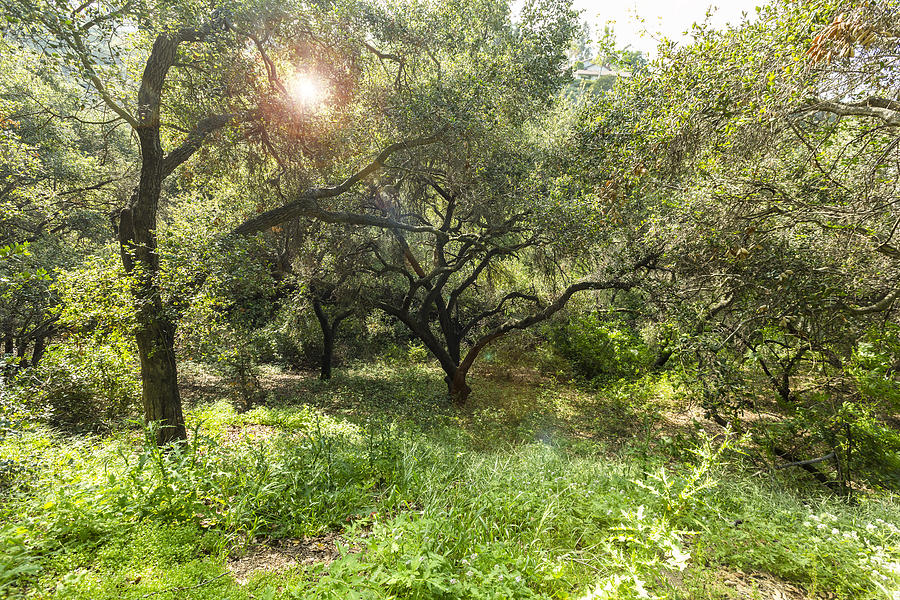 Oak Canyon Park 1 Photograph by Angela Stanton - Fine Art America