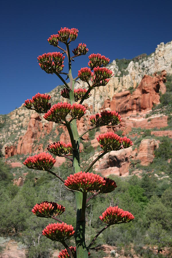Landscape Photograph - Oak Creek Canyon Flowers by Douglas Miller