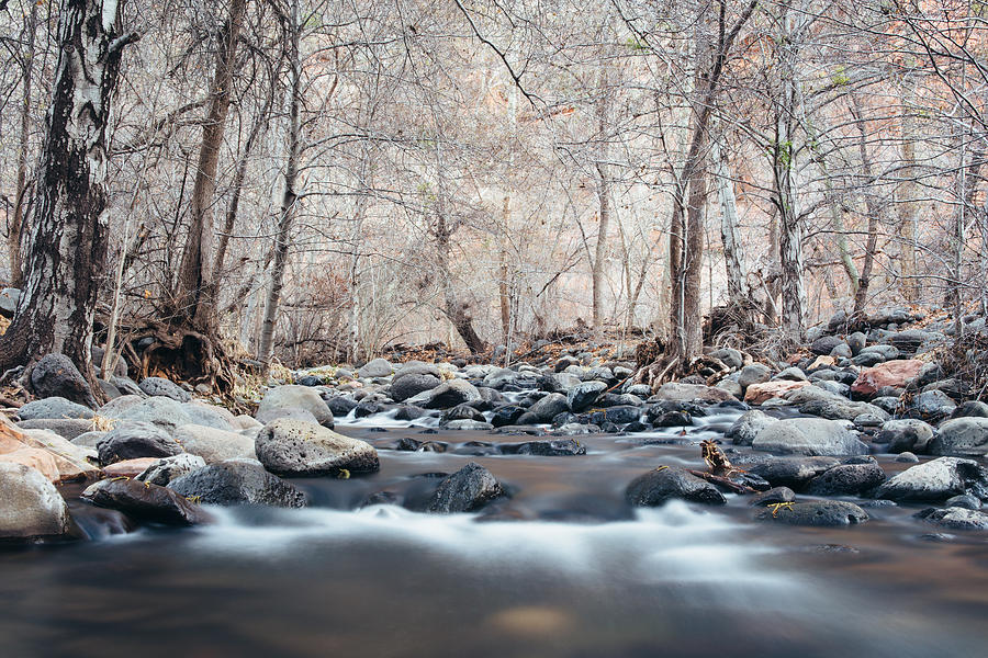 Tree Photograph - Oak Creek by Cody Payne