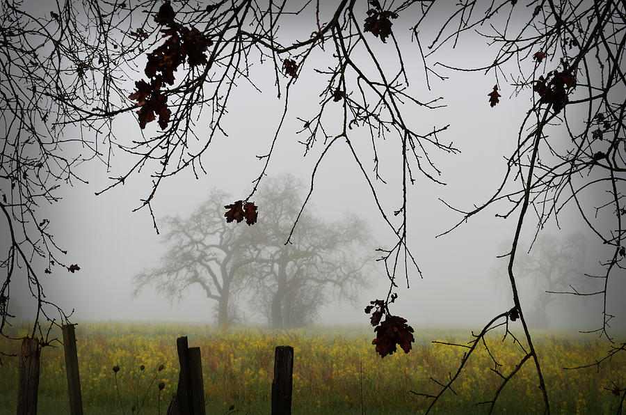 Oak Dreams Photograph by Spencer Hughes