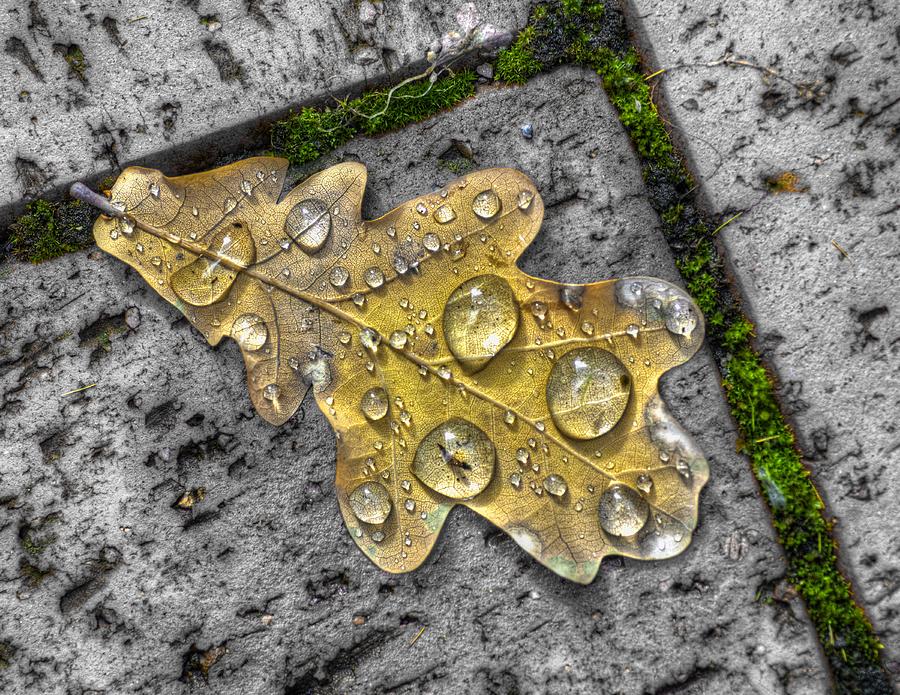Nature Photograph - Oak Drops by Wayne Sherriff