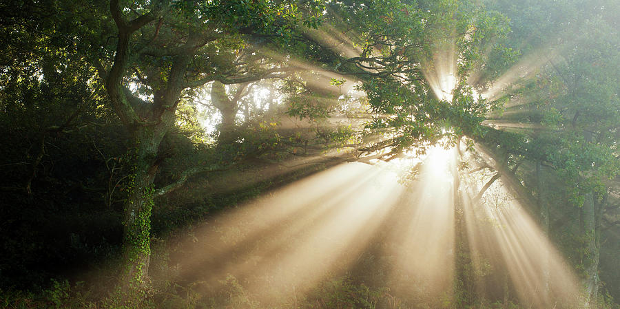 Oak Forest In Mist Photograph by Jeremy Walker