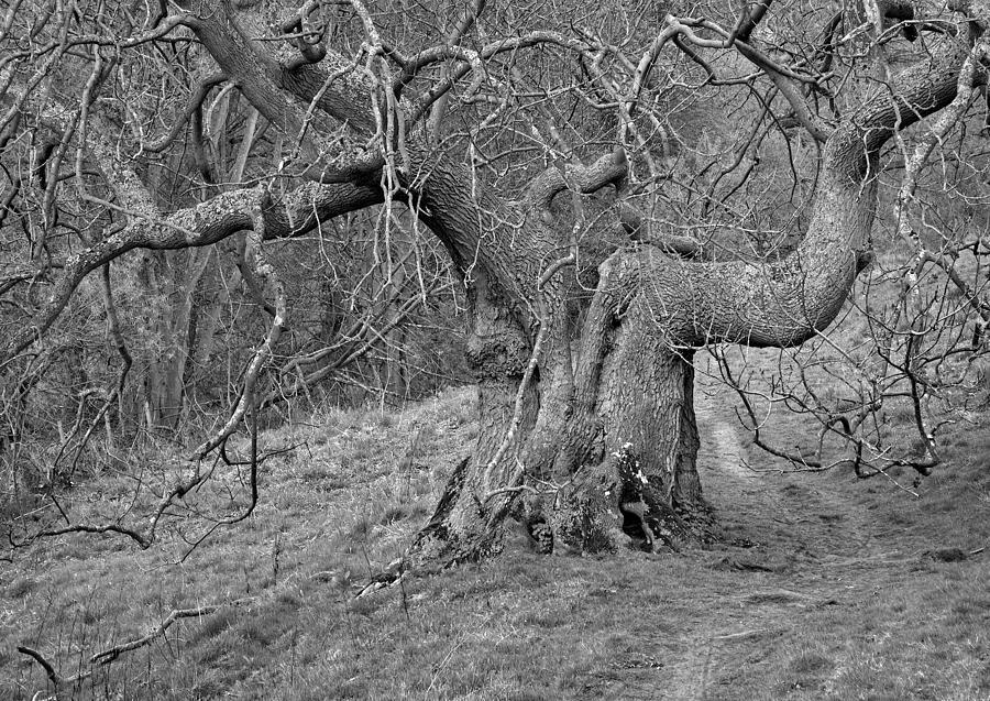 Oak Haddon Photograph by Jerry Daniel