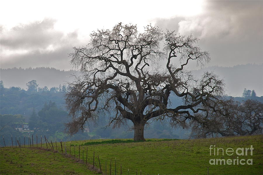 Oak in Fog Photograph by Amy Fearn