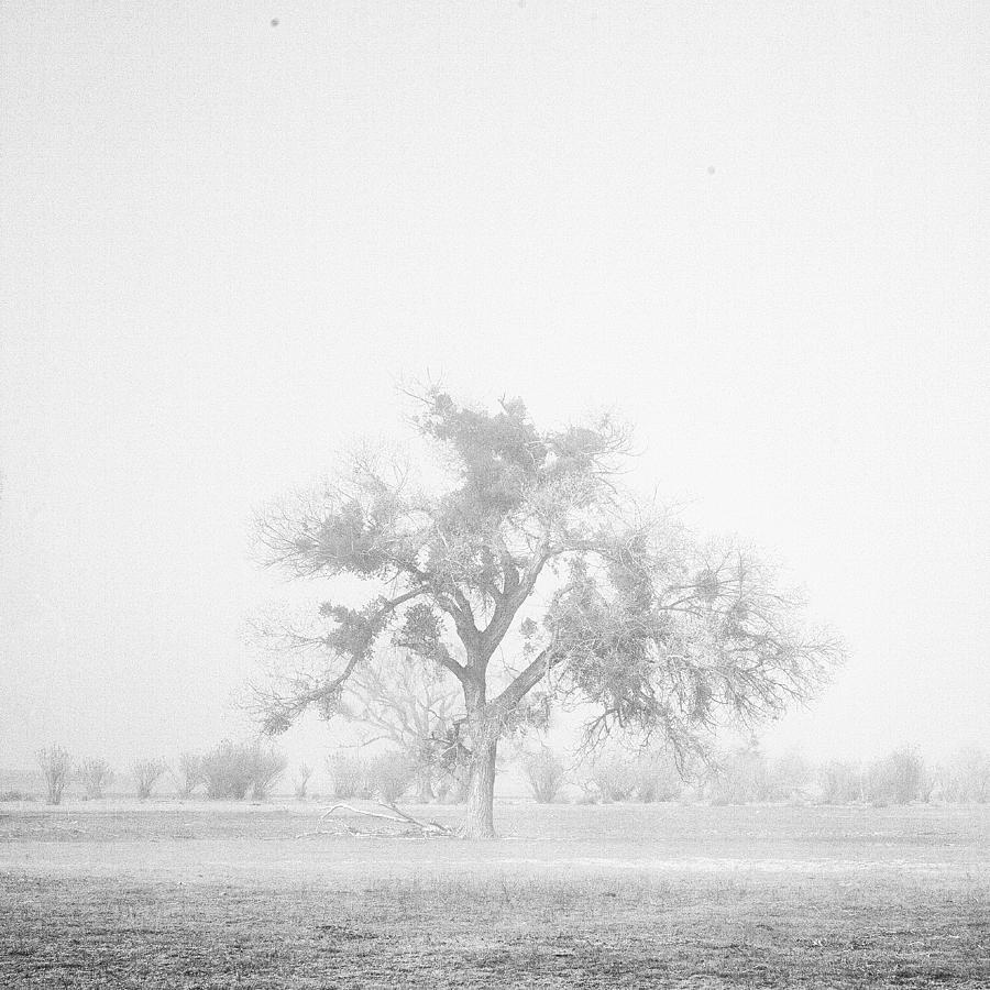 Oak in fog Photograph by Hugh Smith