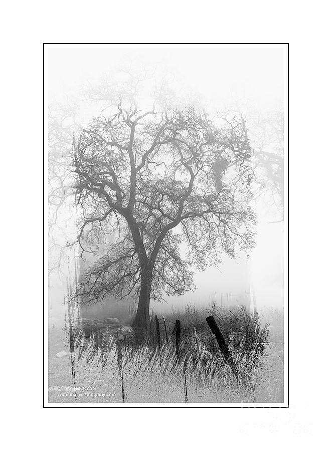 Oak in the Fog Photograph by Daniel Ryan