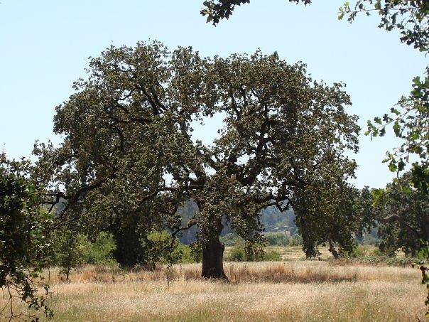 Oak In Wine Country Photograph by Jon L - Fine Art America