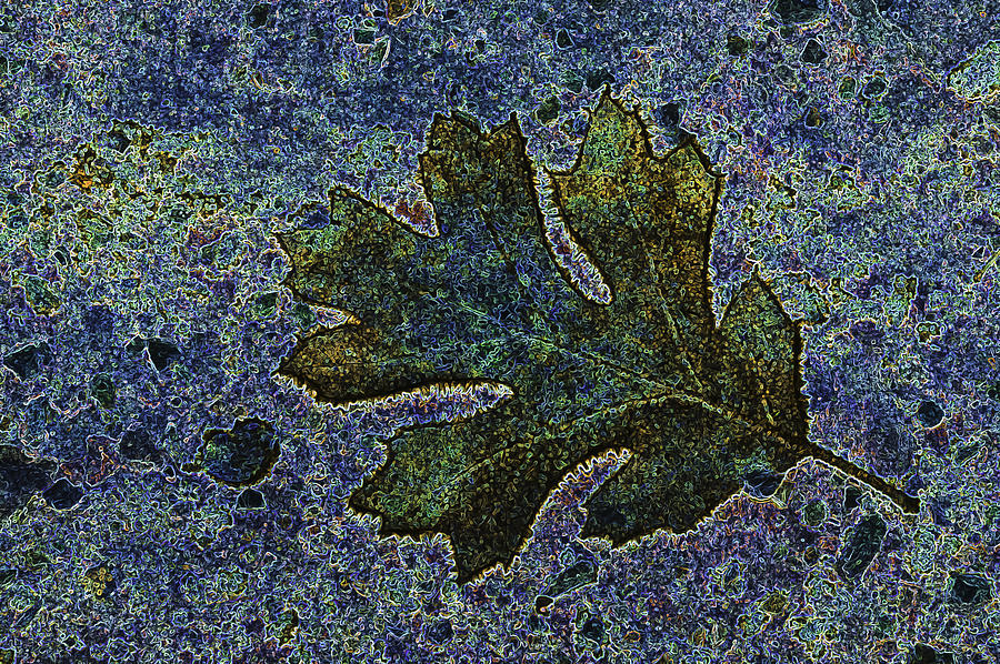 Oak Leaf Abstract Photograph by Sherri Meyer