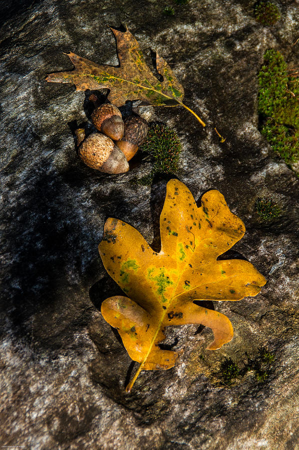 Oak Leaf and Acorn in Autumn Photograph by Mick Anderson