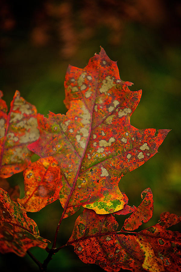 Oak Leaf Photograph by Prince Andre Faubert