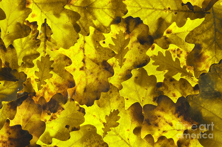 Oak Leaf Background Photograph by Lee Avison