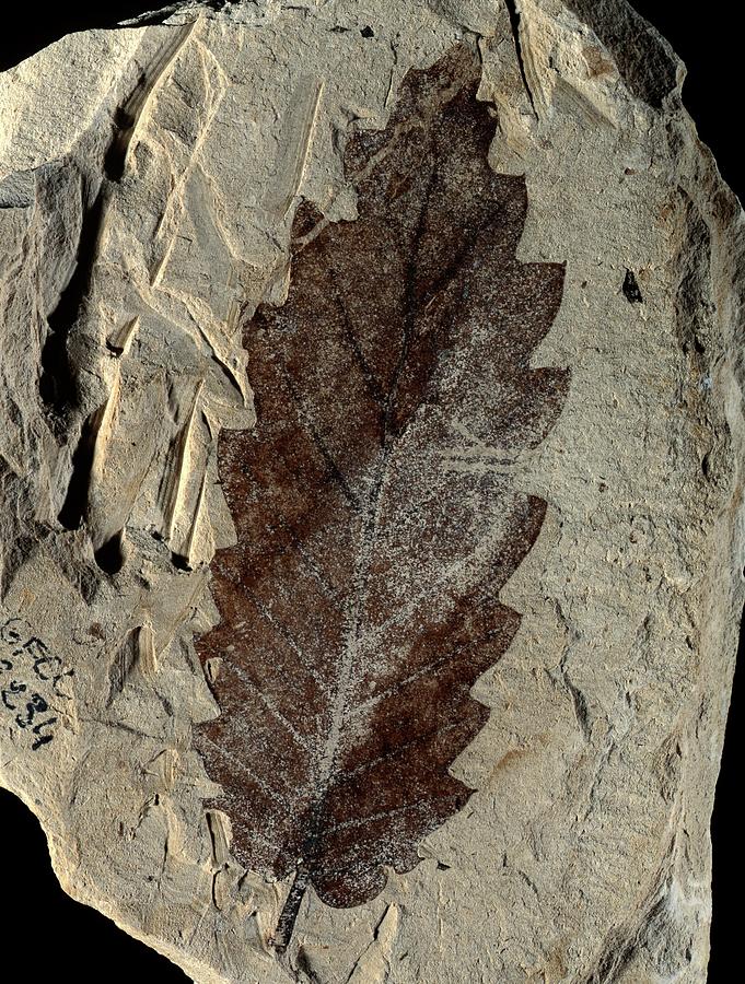 Prehistoric Photograph - Oak Leaf Fossil by Gilles Mermet